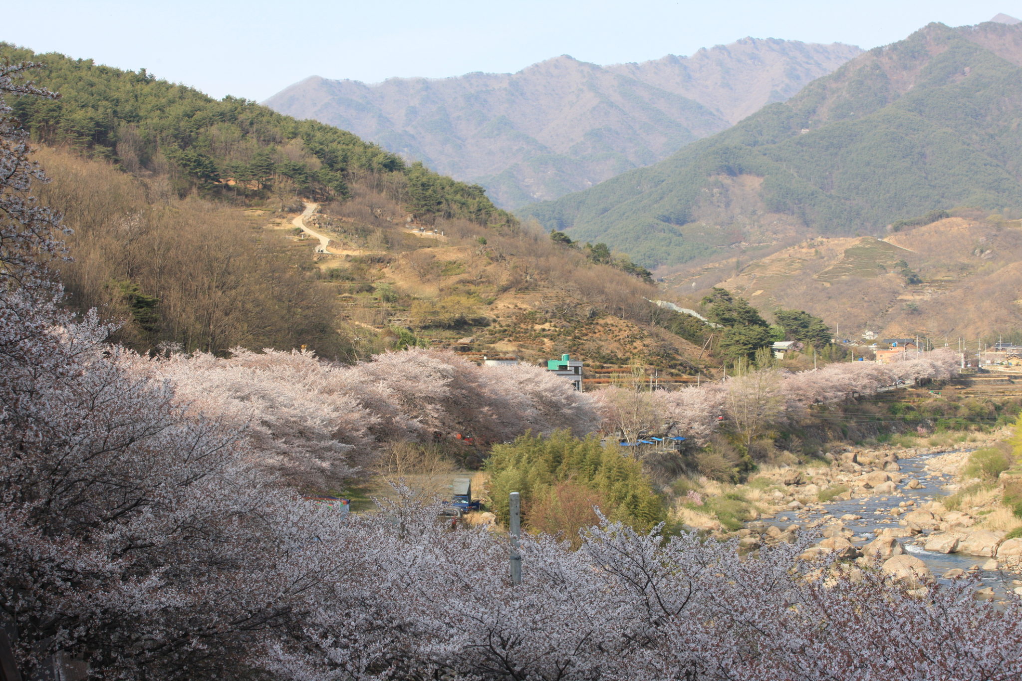 3/29(水) 花開十里と鎮海軍港祭🌸韓国桜の名所を訪ねる3日間≪現地(釜山)発着ツアー≫ – 韓国専門旅行会社 三進トラベルサービス