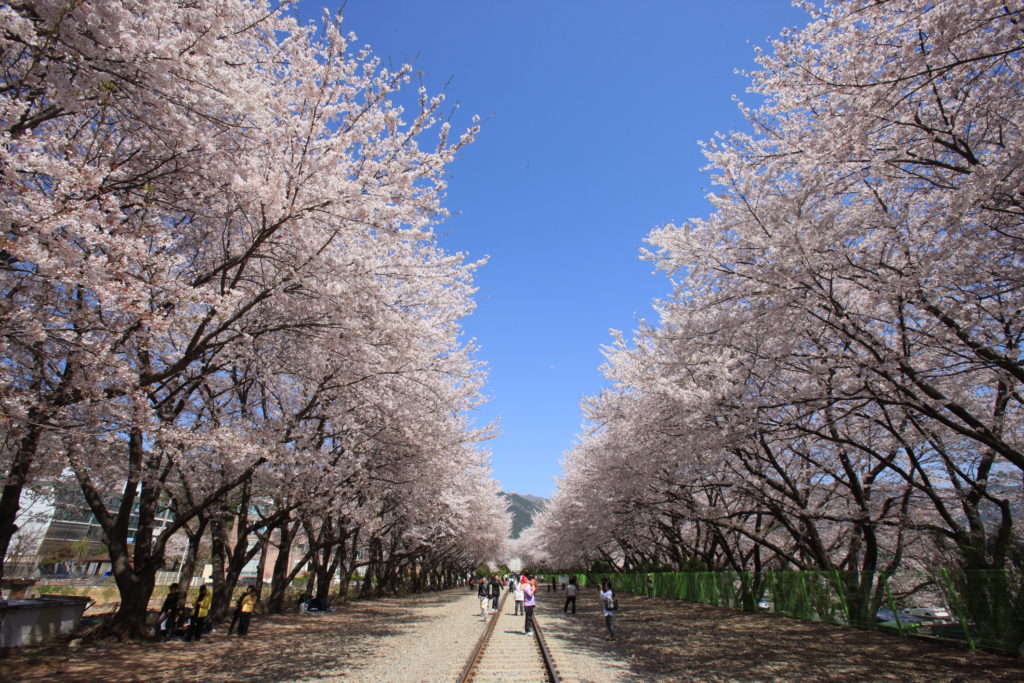 3/29(水) 花開十里と鎮海軍港祭🌸韓国桜の名所を訪ねる3日間≪現地(釜山)発着ツアー≫ – 韓国専門旅行会社 三進トラベルサービス
